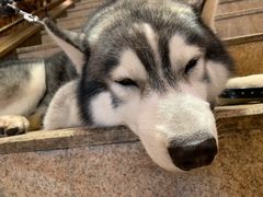 -more than meow吴止猫主题餐厅(承德 中船汇店)