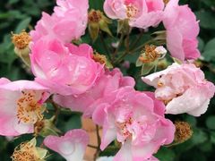 -贡湖湾湿地公园