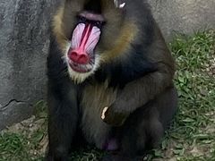 -大连森林动物园