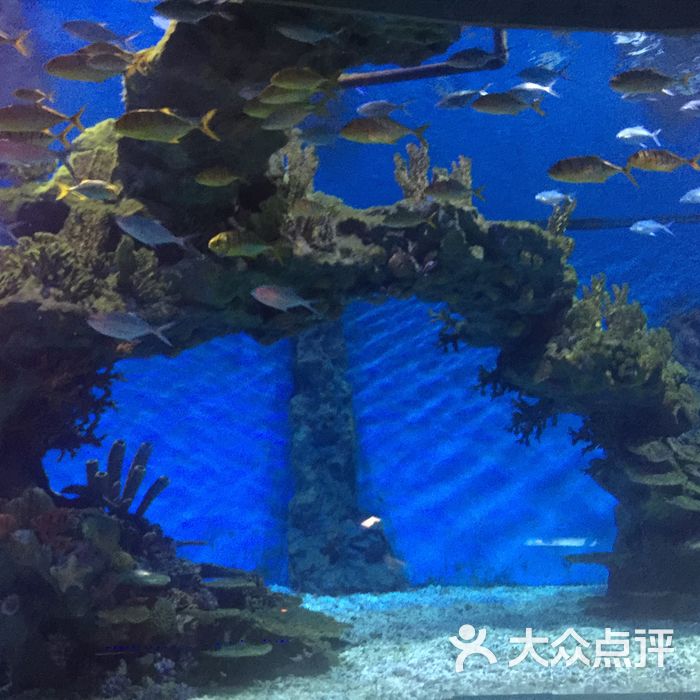 武漢海昌極地海洋公園圖片-北京海洋館-大眾點評網