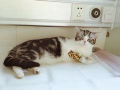 -北京观赏动物医院·24小时大型综合·猫专科·异宠专科