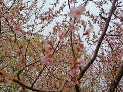 -桃花堤公园
