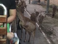 -清迈夜间动物园