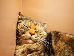 -猫儿山۰猫主题餐厅