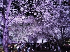 -西北湖绿化广场
