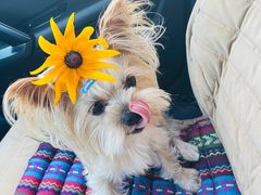 -宠福鑫康馨动物医院·骨科·眼科