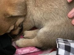 -美联众合宠物医院·爱萌分院·内外科·猫科中心