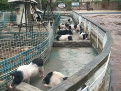 -灵玲国际马戏城