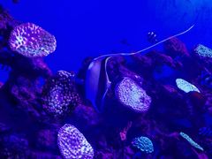 -上海海昌海洋公园