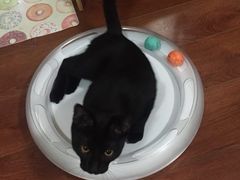 -PETKIT 小佩宠物·低压洗护·美容·寄养(安远店)