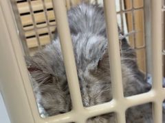 -瑞派宠物医院·24h·骨外科·皮肤科·全科宠物医疗转诊中心(沈阳浑南院)