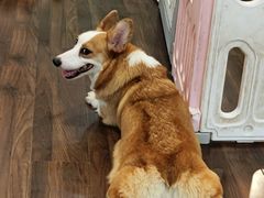 -柯斗斗主题餐厅·狗咖·围炉煮茶·茶饮(国瑞升平里店)