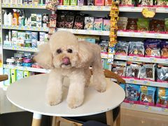 -我爱吾宠宠物美容院(朝阳路店)
