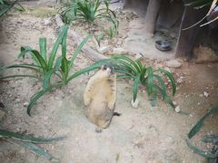 -灵玲国际马戏城