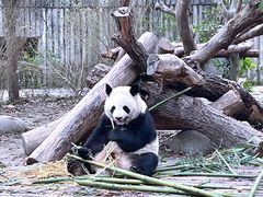 景点-成都大熊猫繁育研究基地