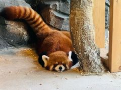 -绿色星球动物主题公园