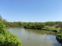 -上海海湾国家森林公园