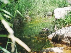 -碓臼峪自然风景区