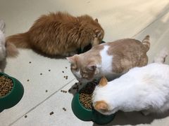 -藏猫猫咖啡主题馆(中央大道店)