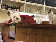 -猫色咖啡·猫咖