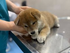 -万博宠物医院·手术·诊疗(未央凤城五路店)