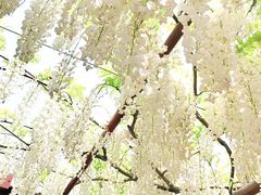 -嘉定紫藤园