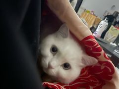 -贝康宠物医院·犬猫全科·小动物特色诊疗中心(东环路店)