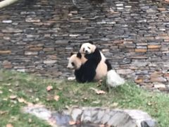 -都江堰中华大熊猫苑