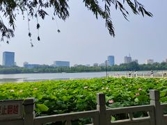 -莲花池公园