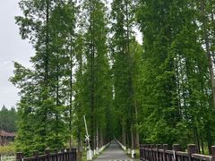 -黄海国家森林公园