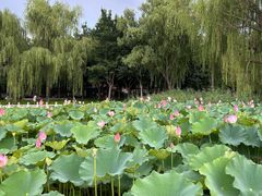 -莲花池公园