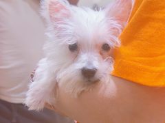-FAELING PETS美天灵宠物(合生汇店)