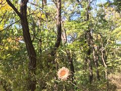 -鲁山国家森林公园