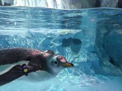 -帝企鹅自助餐厅•儿童岛•真企鹅(长隆企鹅酒店)