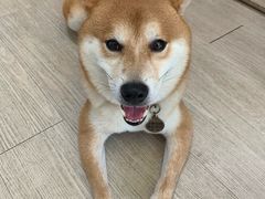 -柴犬高等学院·狗咖·柴犬售卖·宠物训练