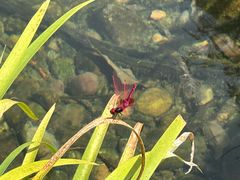 -凤凰山斑鱼馆(恭城店)