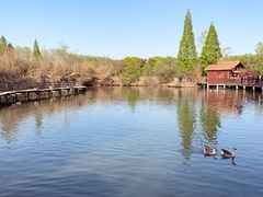 -溱湖国家湿地公园