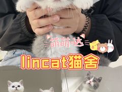 -lincat·猫舍(广州店)