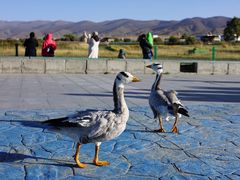 -青海湖国家重点风景名胜区