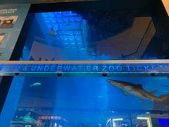 -迪拜水族馆及水下动物园