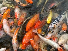 -华南国家植物园-售票处