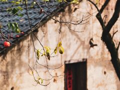 -杨家堂村