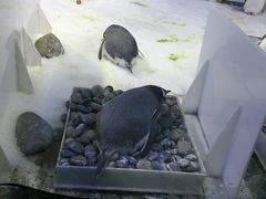 -芜湖新华联大白鲸海洋公园