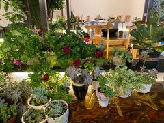 -双廊杨记石锅鱼石锅牛肉