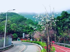 -梧桐山风景名胜区