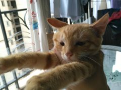-瑞派名望24h动物医院异宠专科·猫专科·骨科·重症监护分院