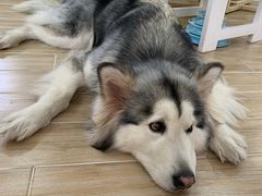 -李小姐の猫咖啡馆(五角场店)