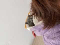 -喵zoo家庭繁育猫舍(尖东智能花园店)