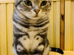 -Catmate·猫肥家润(金润铂宫店)