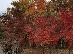 -大兴滨河森林公园